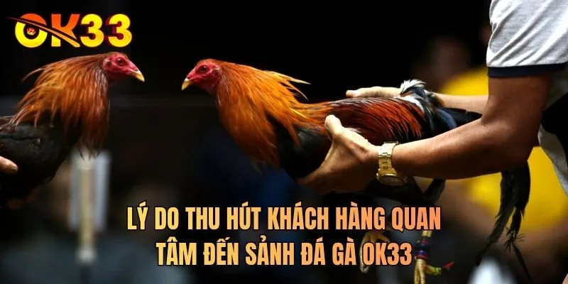 Lý do thu hút khách hàng quan tâm đến sảnh đá gà OK33